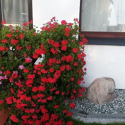 Obiekt, położenie i zieleń