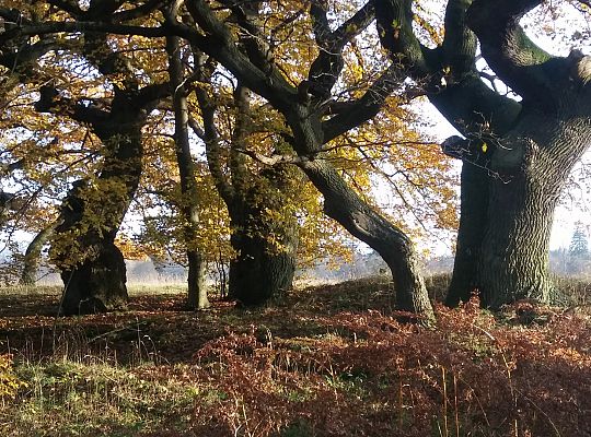 Dęby nowęcińskie jak rogalińskie