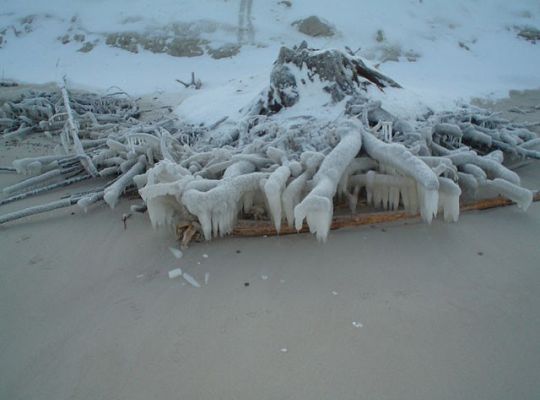 fantastyczne nacieki na korzeniach