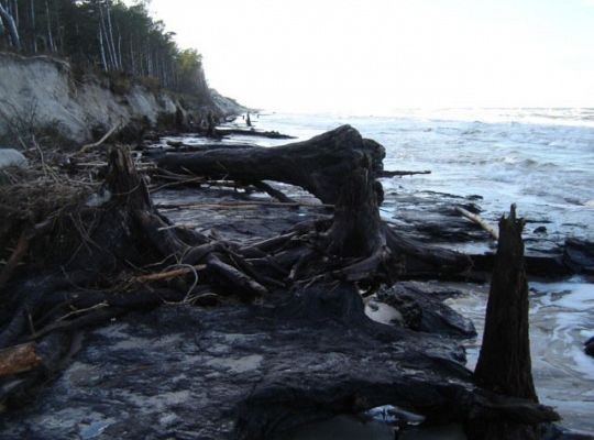 i miejsca gdzie 4000 lat temu rósł las