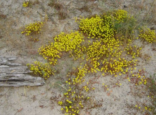 Rozchodnik ostry kwitnie na piasku