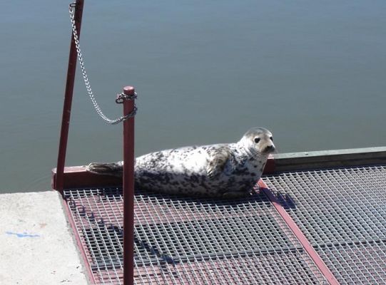 Foka szara w porcie jachtowym