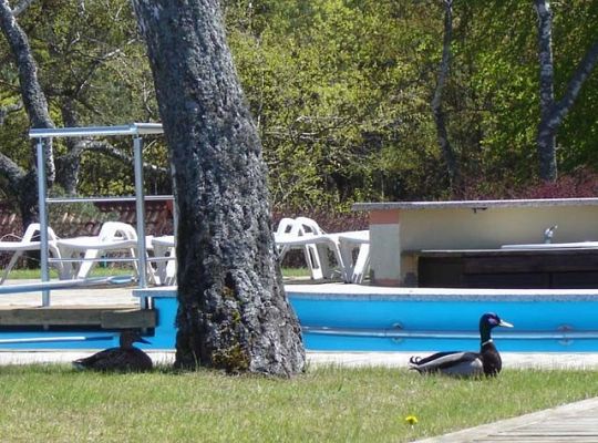 Kaczki koło basenu
