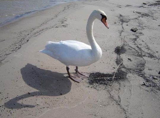 Łabędź z obrączką