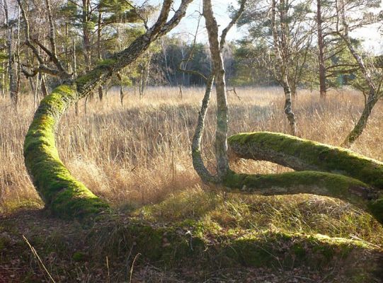 Omszone brzozy na Rąbce