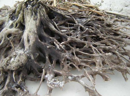 Korzenie drzew sprzed tysięcy lat