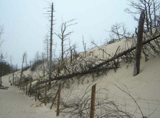 Drzewa umierały stojąc